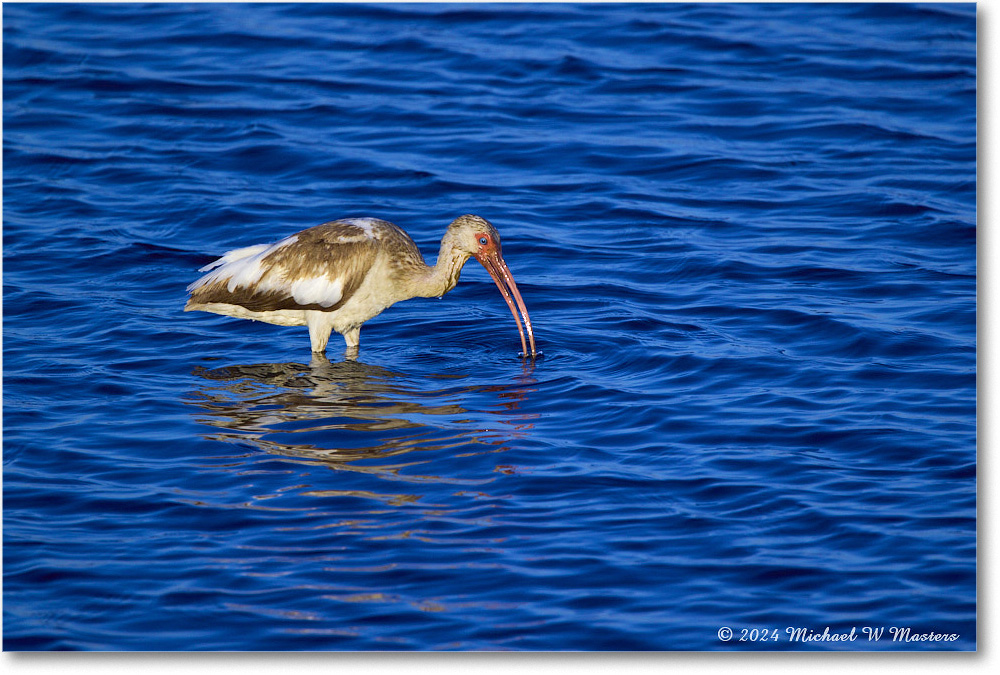 WhiteIbis_ChincoNWR_2024Jun_R5B28087