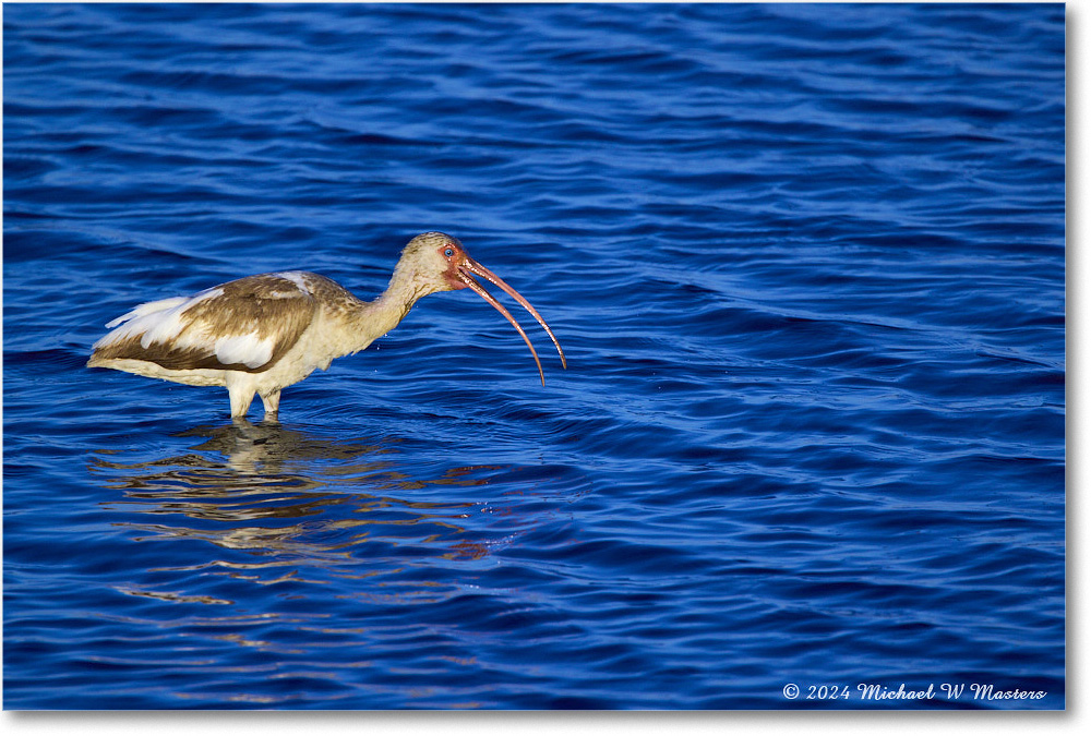 WhiteIbis_ChincoNWR_2024Jun_R5B28088