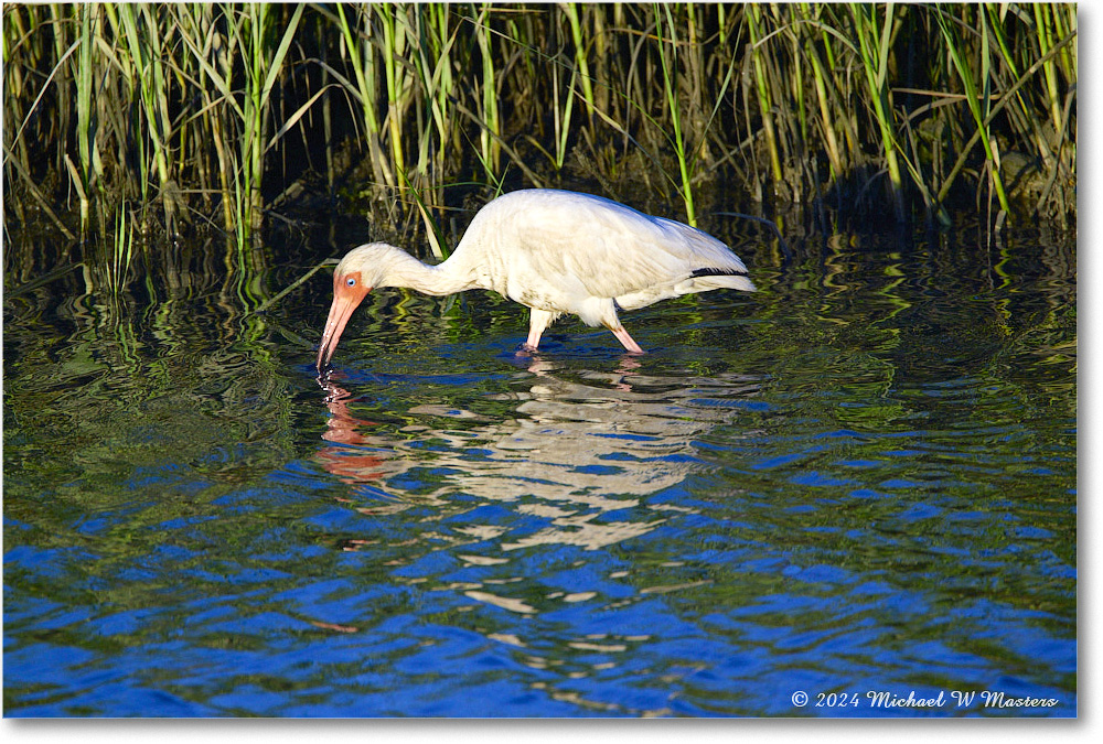 WhiteIbis_ChincoNWR_2024Jun_R5B28094