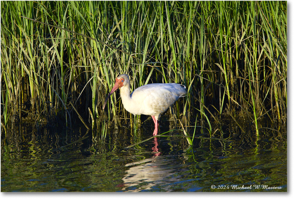 WhiteIbis_ChincoNWR_2024Jun_R5B28104