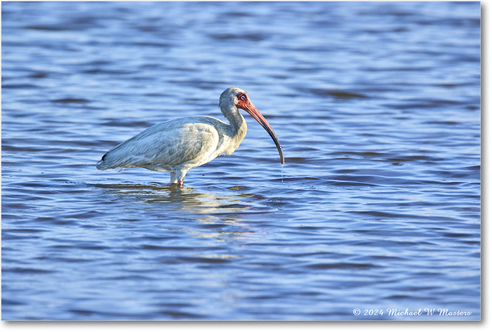 WhiteIbis_ChincoNWR_2024Jun_R5B29439