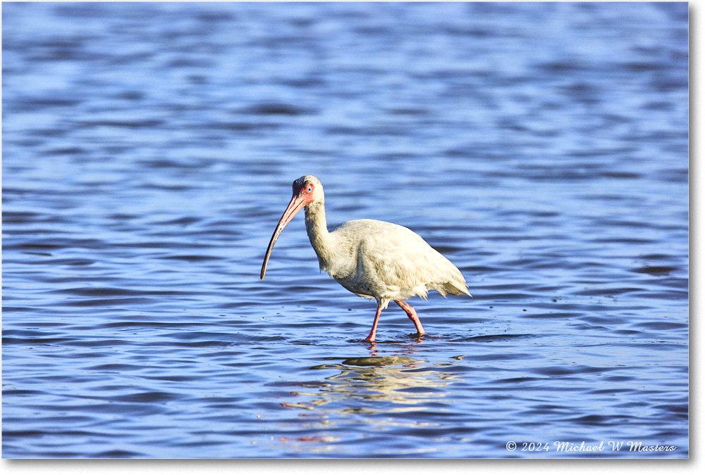 WhiteIbis_ChincoNWR_2024Jun_R5B29510