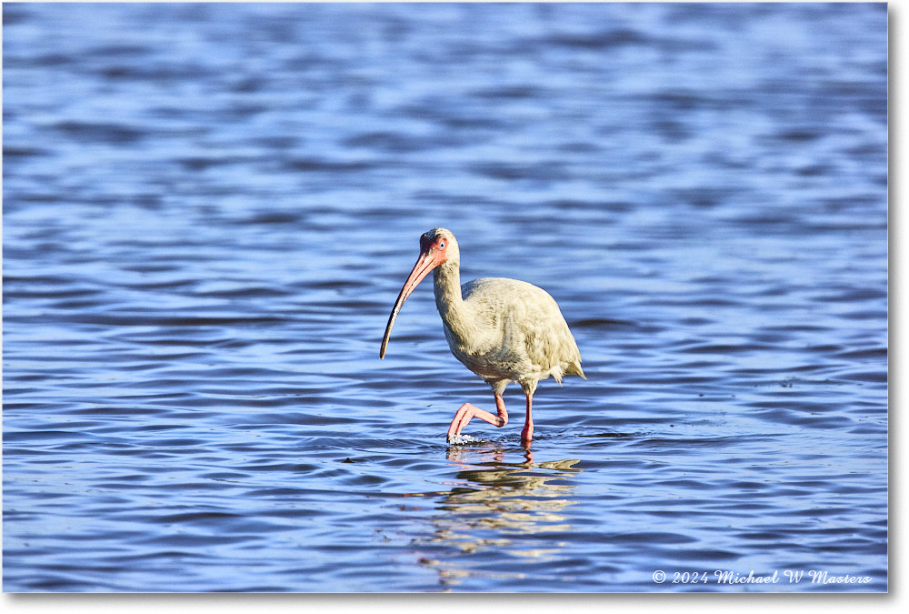 WhiteIbis_ChincoNWR_2024Jun_R5B29516