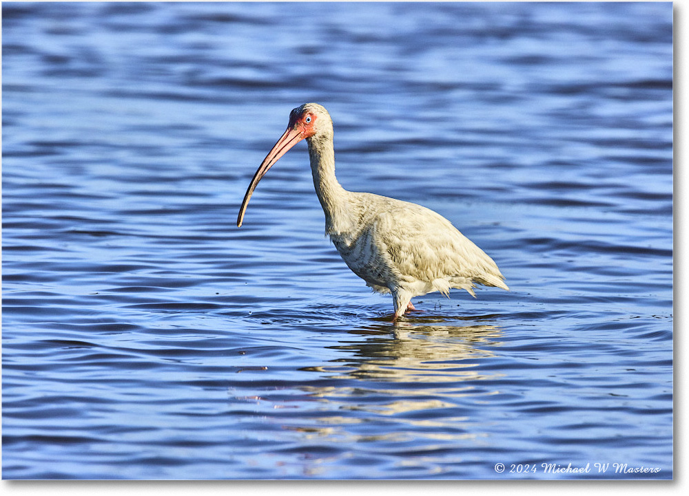 WhiteIbis_ChincoNWR_2024Jun_R5B29555