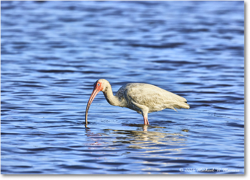 WhiteIbis_ChincoNWR_2024Jun_R5B29691