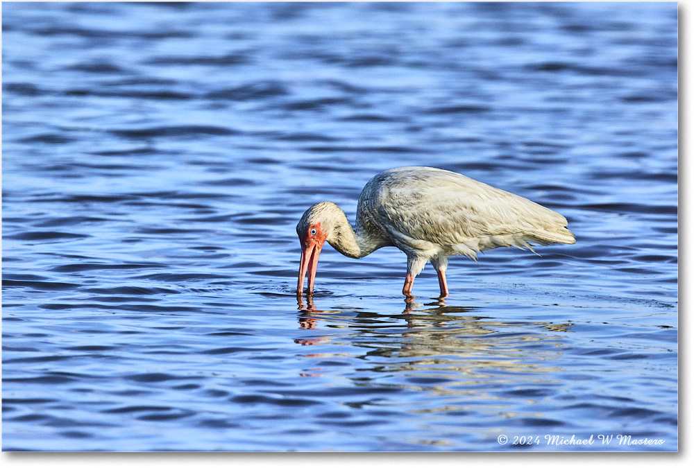 WhiteIbis_ChincoNWR_2024Jun_R5B29726