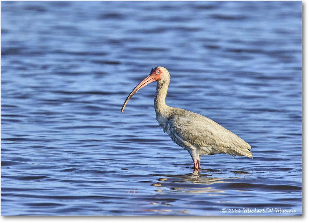 WhiteIbis_ChincoNWR_2024Jun_R5B29793