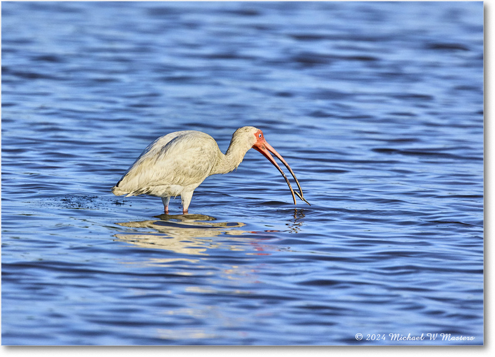 WhiteIbis_ChincoNWR_2024Jun_R5B29840