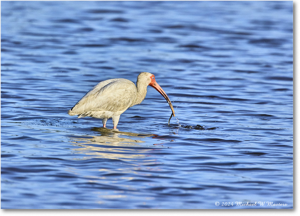 WhiteIbis_ChincoNWR_2024Jun_R5B29855