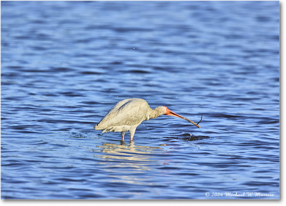 WhiteIbis_ChincoNWR_2024Jun_R5B29875