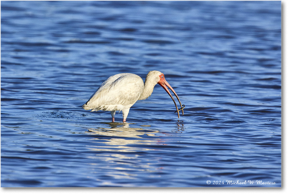 WhiteIbis_ChincoNWR_2024Jun_R5B29916