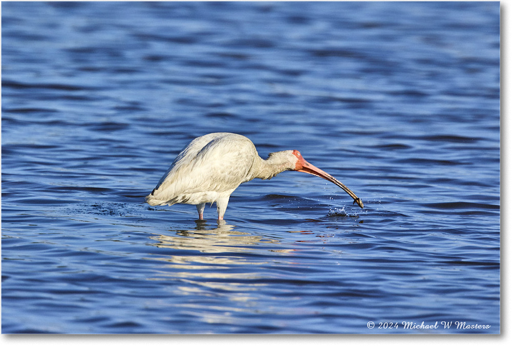 WhiteIbis_ChincoNWR_2024Jun_R5B29924