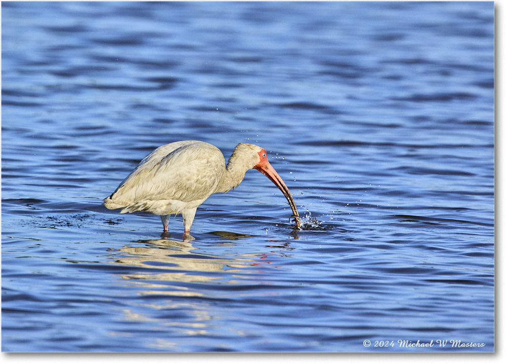 WhiteIbis_ChincoNWR_2024Jun_R5B29928