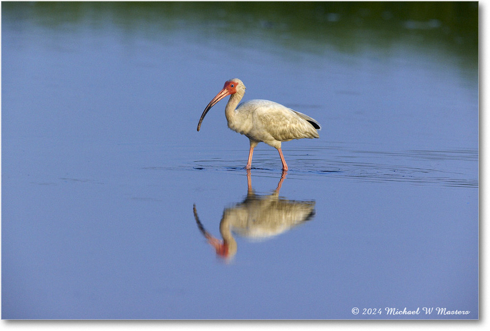 WhiteIbis_ChincoNWR_2024Jun_R5B30028