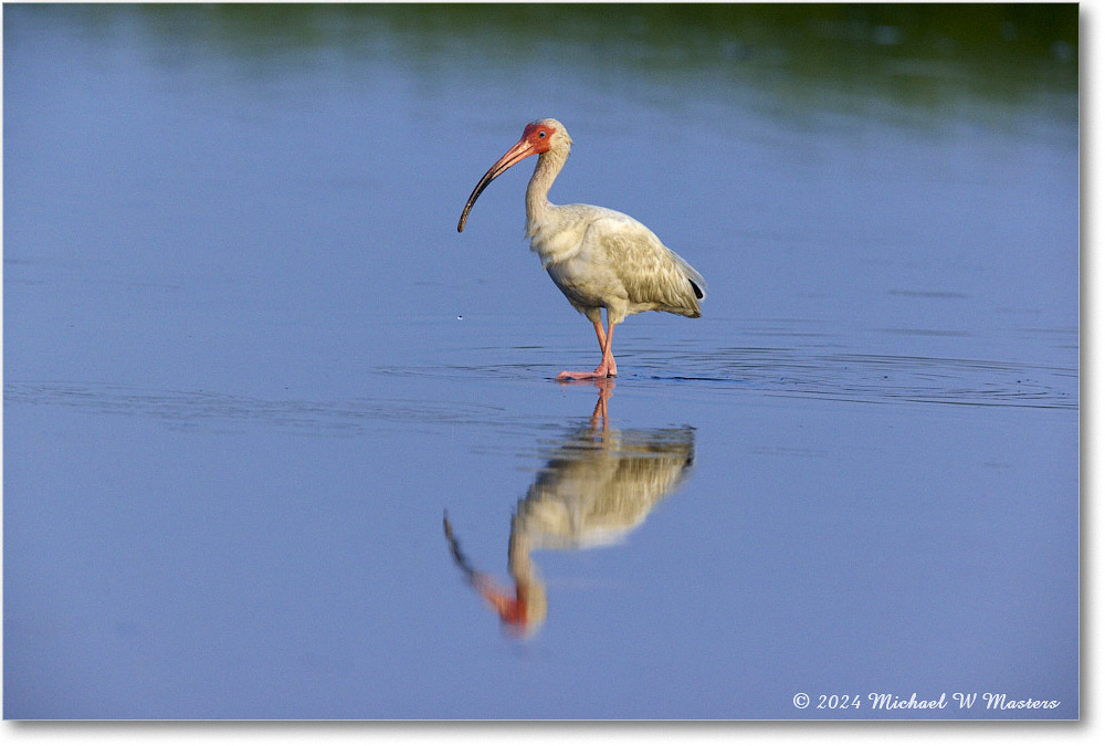 WhiteIbis_ChincoNWR_2024Jun_R5B30029