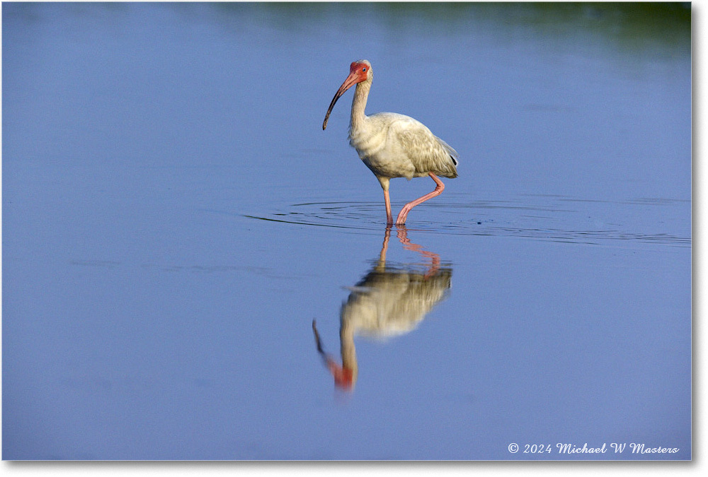 WhiteIbis_ChincoNWR_2024Jun_R5B30030