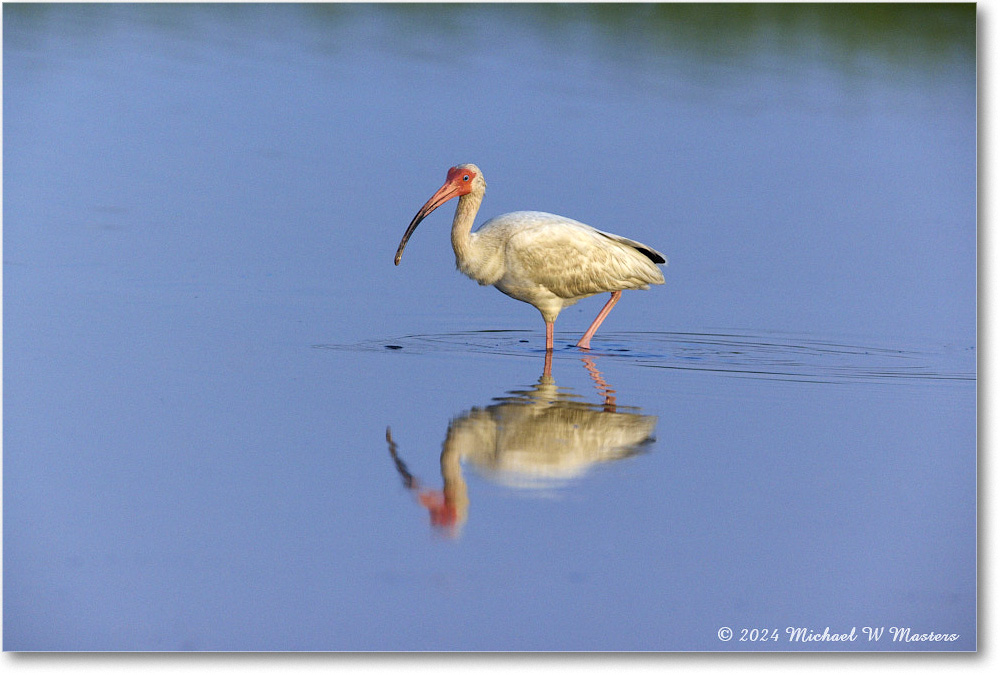 WhiteIbis_ChincoNWR_2024Jun_R5B30031