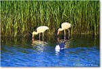 WhiteIbis_ChincoNWR_2024Jun_R5B28040 copy