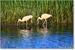 WhiteIbis_ChincoNWR_2024Jun_R5B28041 copy