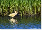 WhiteIbis_ChincoNWR_2024Jun_R5B28069 copy