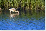 WhiteIbis_ChincoNWR_2024Jun_R5B28070 copy