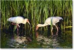 WhiteIbis_ChincoNWR_2024Jun_R5B28083 copy