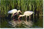 WhiteIbis_ChincoNWR_2024Jun_R5B28084 copy