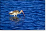 WhiteIbis_ChincoNWR_2024Jun_R5B28087 copy