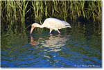 WhiteIbis_ChincoNWR_2024Jun_R5B28094 copy