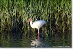 WhiteIbis_ChincoNWR_2024Jun_R5B28104 copy