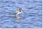 WhiteIbis_ChincoNWR_2024Jun_R5B29439 copy