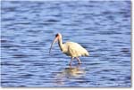 WhiteIbis_ChincoNWR_2024Jun_R5B29510 copy