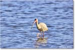 WhiteIbis_ChincoNWR_2024Jun_R5B29516 copy