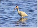 WhiteIbis_ChincoNWR_2024Jun_R5B29555 copy