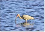 WhiteIbis_ChincoNWR_2024Jun_R5B29691 copy