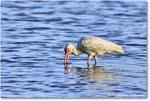 WhiteIbis_ChincoNWR_2024Jun_R5B29726 copy