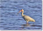 WhiteIbis_ChincoNWR_2024Jun_R5B29793 copy