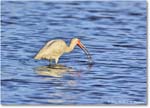 WhiteIbis_ChincoNWR_2024Jun_R5B29840 copy