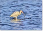 WhiteIbis_ChincoNWR_2024Jun_R5B29855 copy