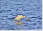 WhiteIbis_ChincoNWR_2024Jun_R5B29875 copy