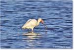 WhiteIbis_ChincoNWR_2024Jun_R5B29916 copy