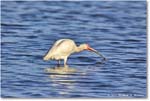 WhiteIbis_ChincoNWR_2024Jun_R5B29924 copy