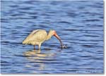 WhiteIbis_ChincoNWR_2024Jun_R5B29928 copy