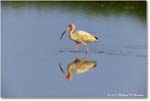 WhiteIbis_ChincoNWR_2024Jun_R5B30028 copy