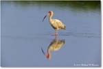 WhiteIbis_ChincoNWR_2024Jun_R5B30029 copy