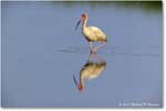 WhiteIbis_ChincoNWR_2024Jun_R5B30030 copy