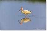 WhiteIbis_ChincoNWR_2024Jun_R5B30031 copy