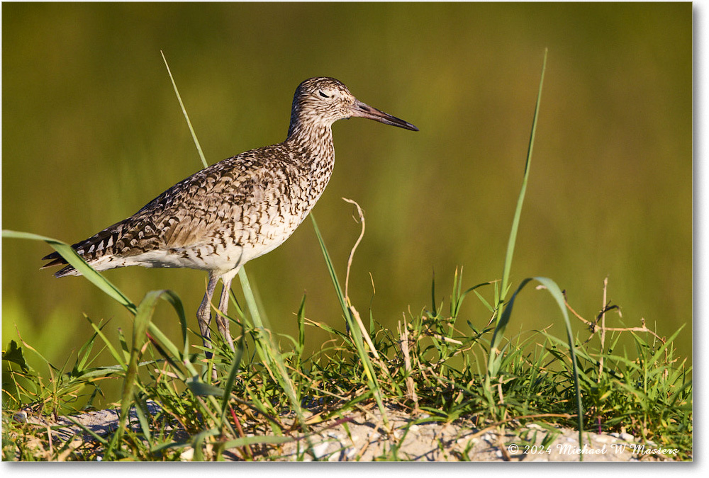 Willet_ChincoNWR_2024Jun_R5A23349