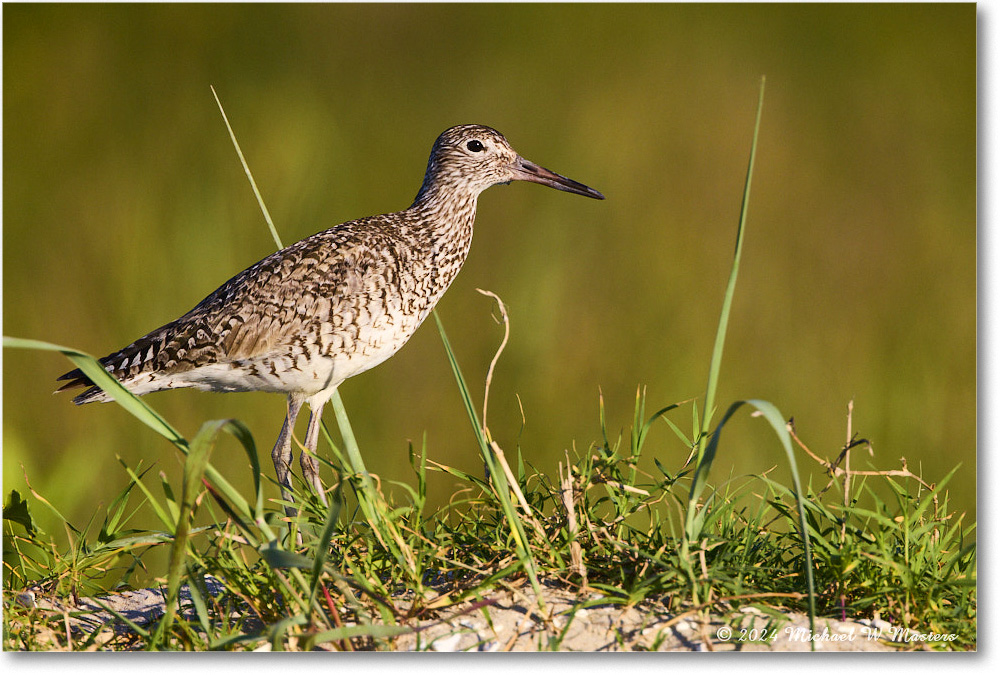 Willet_ChincoNWR_2024Jun_R5A23352