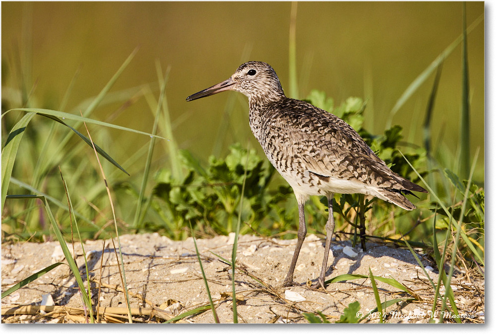 Willet_ChincoNWR_2024Jun_R5A24247